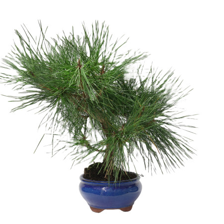 PINUS THUNBERGII 14950