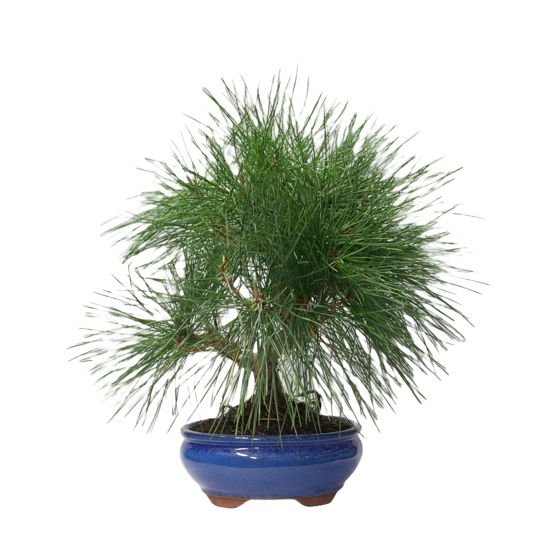 PINUS THUNBERGII 14950