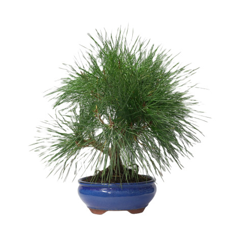 PINUS THUNBERGII 14950