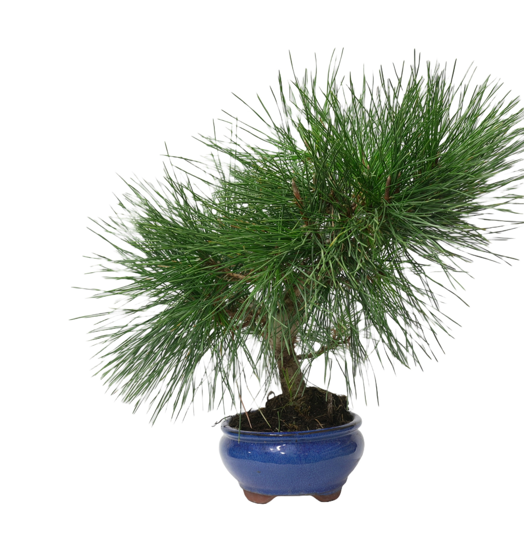 PINUS THUNBERGII 14950