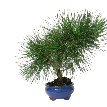 PINUS THUNBERGII 14950