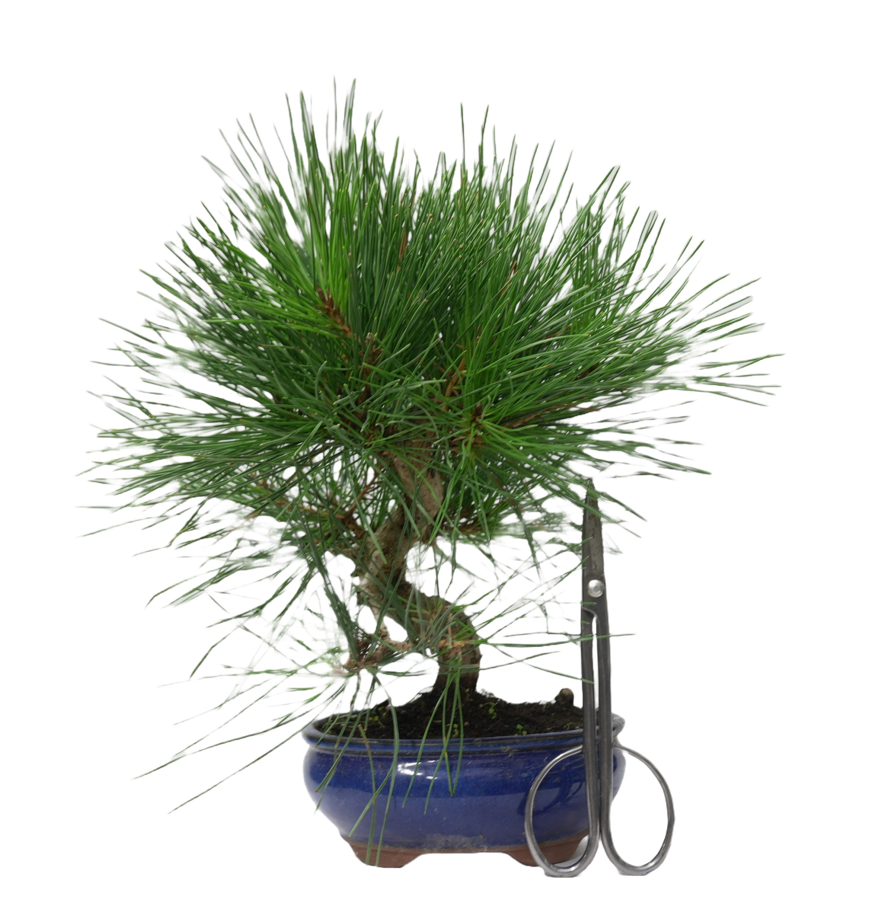 PINUS THUNBERGII 14951