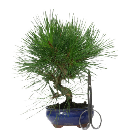 PINUS THUNBERGII 14951