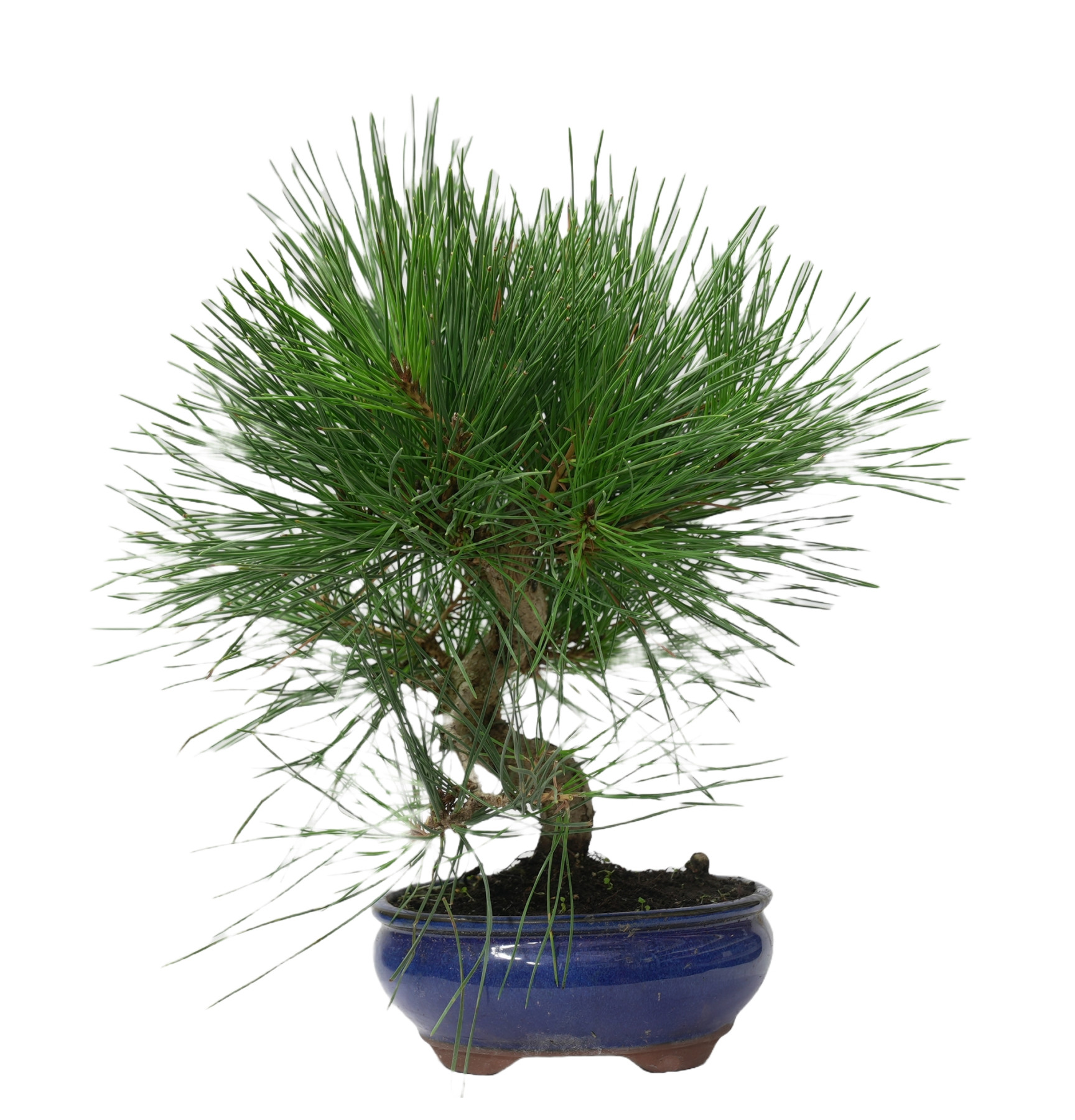 PINUS THUNBERGII 14951