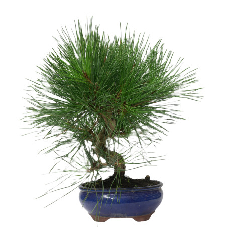 PINUS THUNBERGII 14951