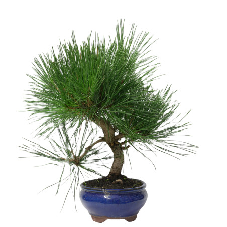 PINUS THUNBERGII 14951