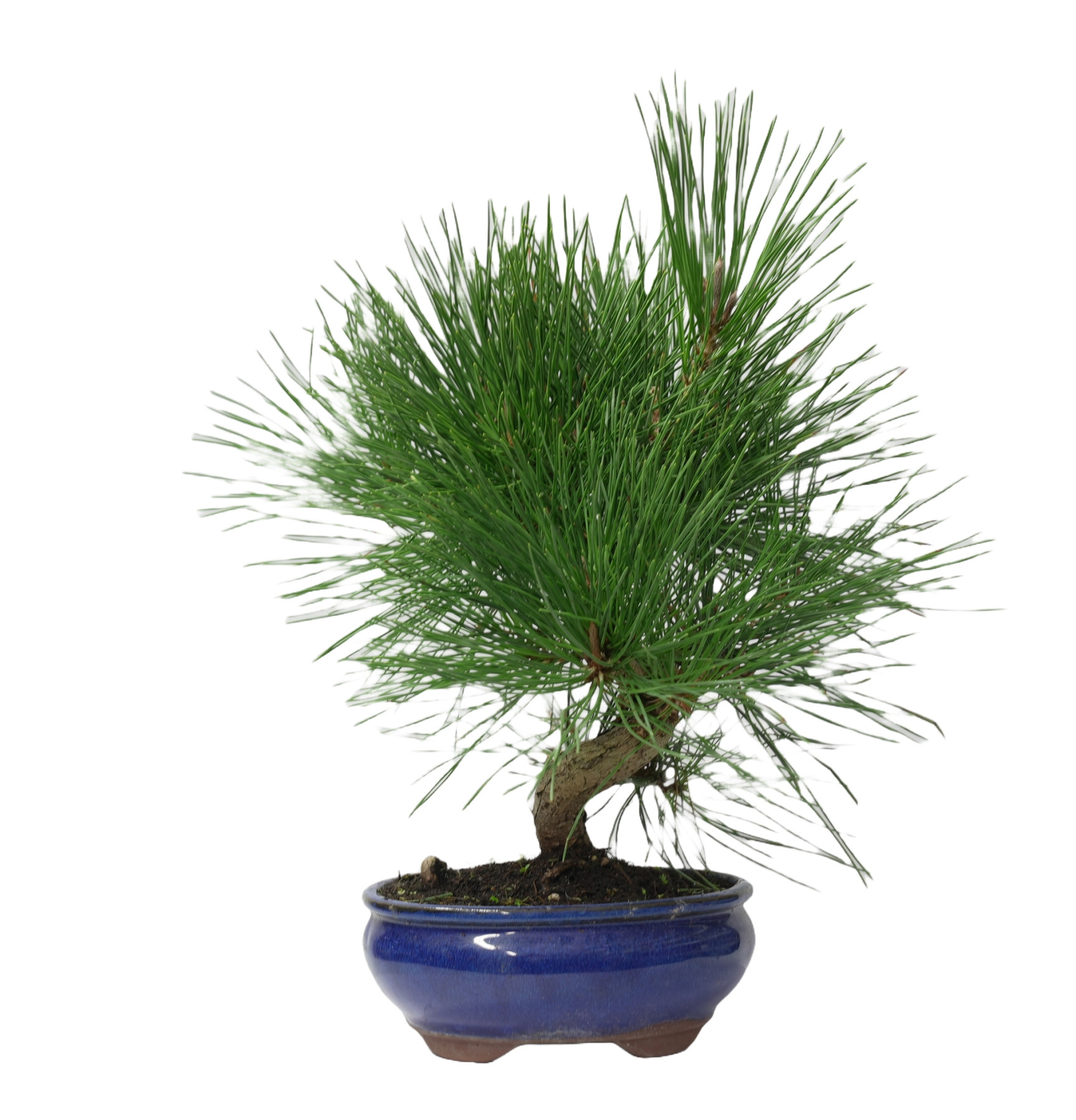 PINUS THUNBERGII 14951