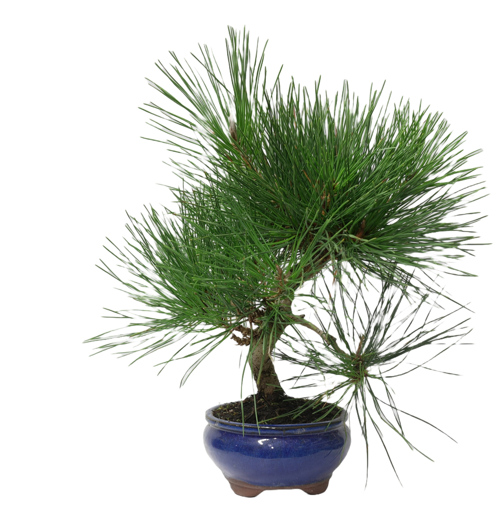 PINUS THUNBERGII 14951