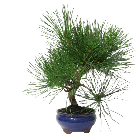 PINUS THUNBERGII 14951