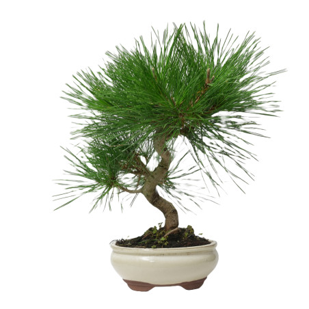 PINUS THUNBERGII 14952