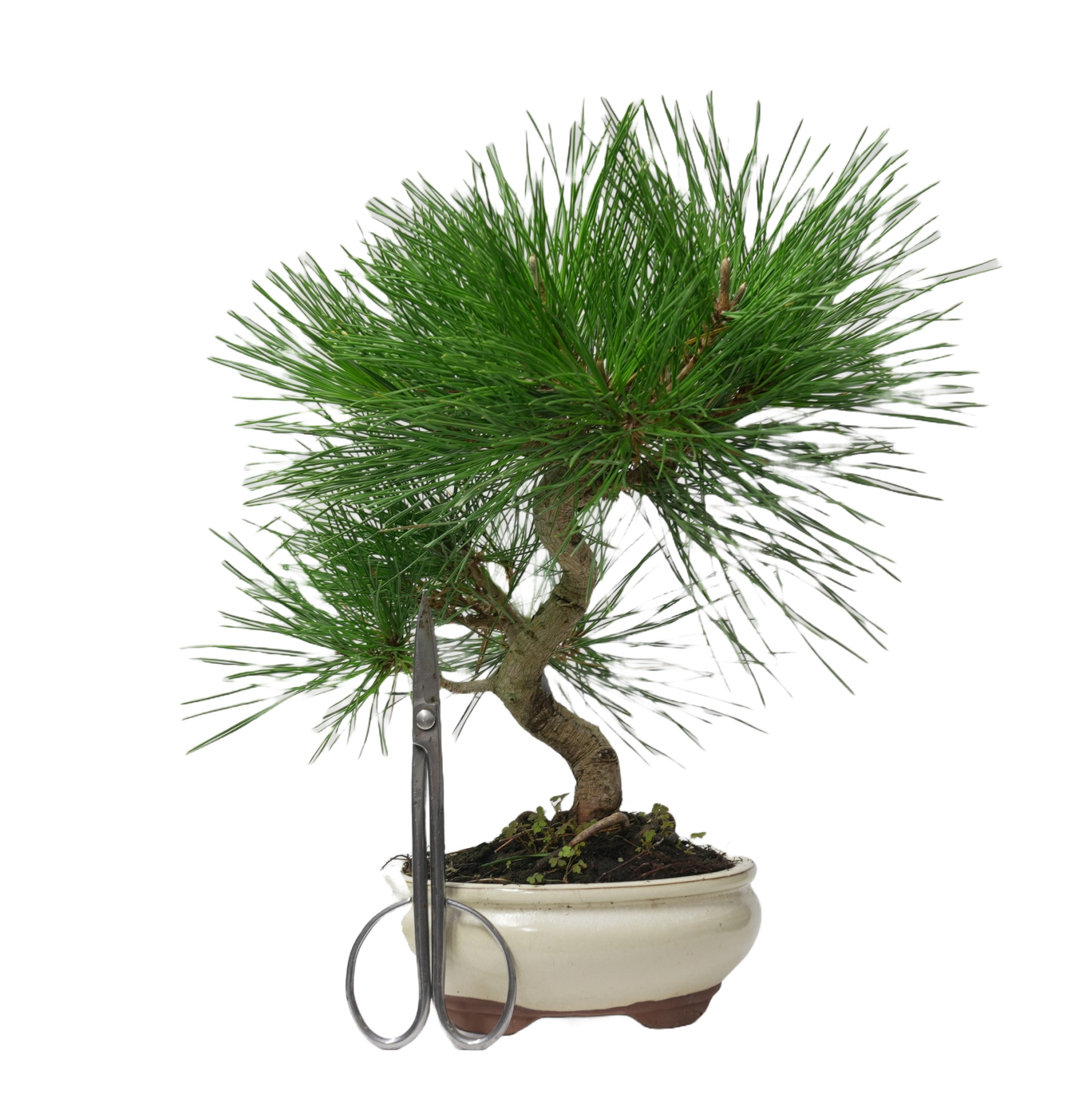 PINUS THUNBERGII 14952