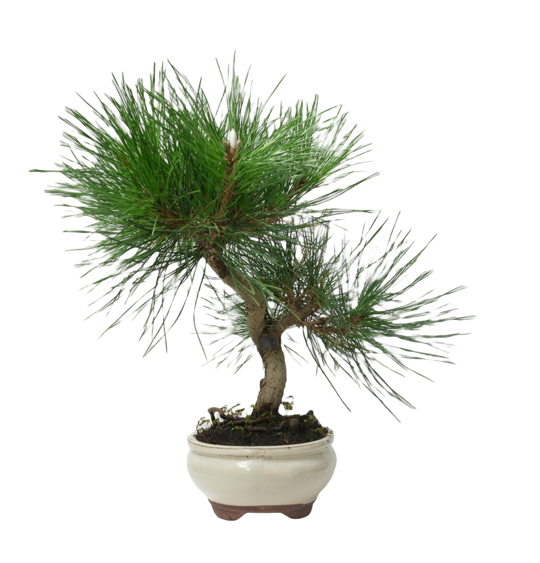 PINUS THUNBERGII 14952