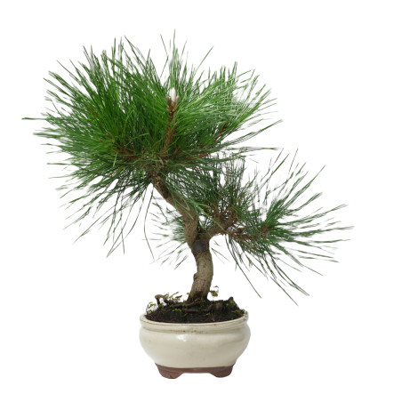 PINUS THUNBERGII 14952