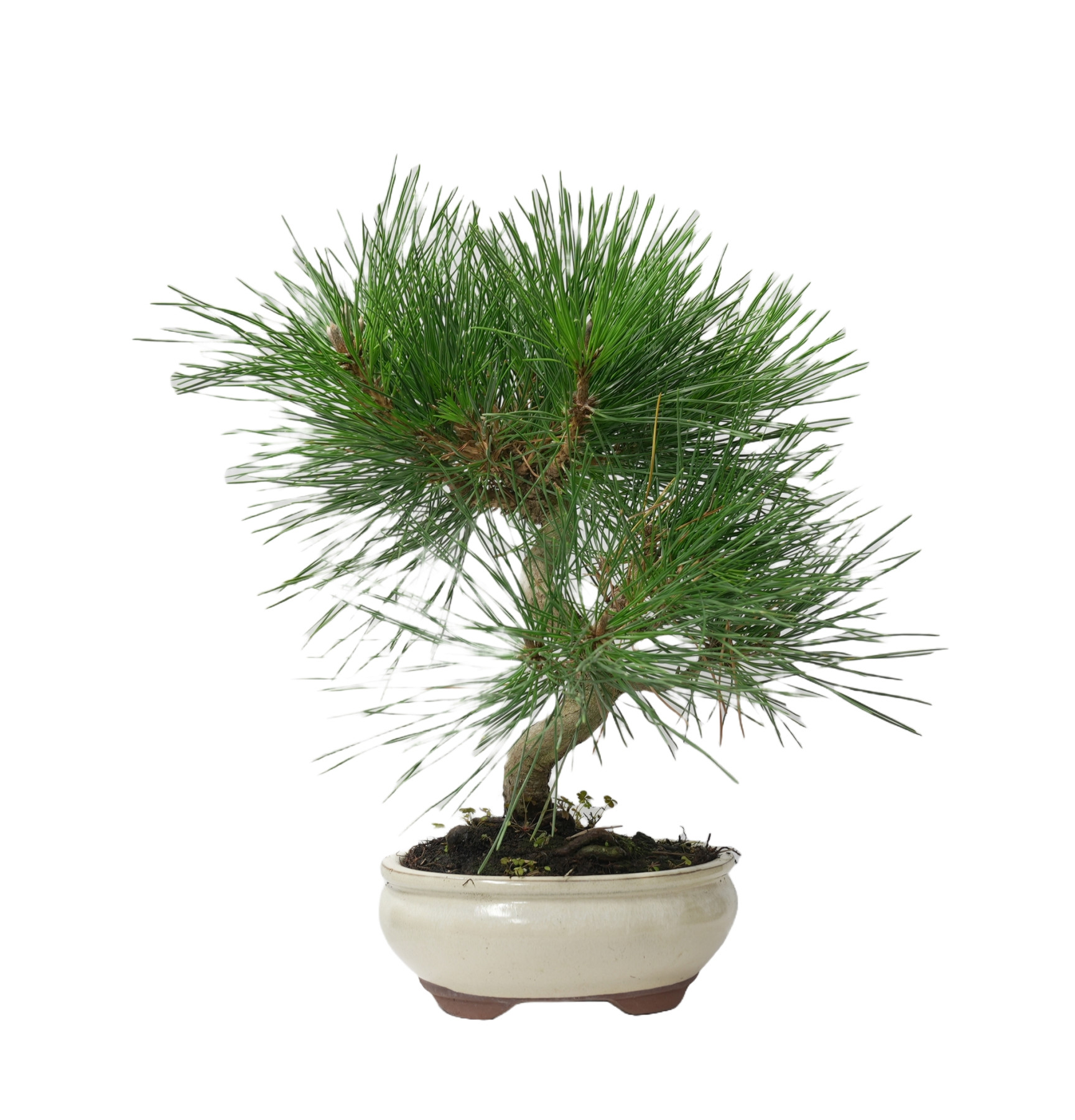 PINUS THUNBERGII 14952