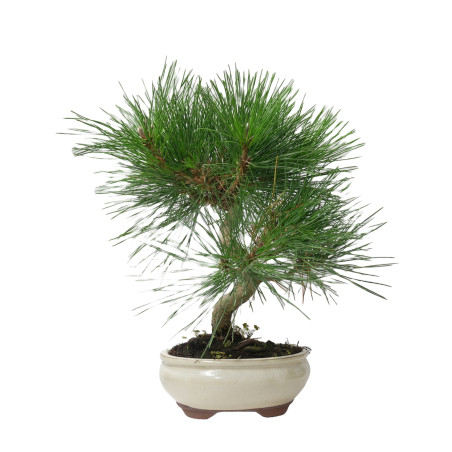 PINUS THUNBERGII 14952