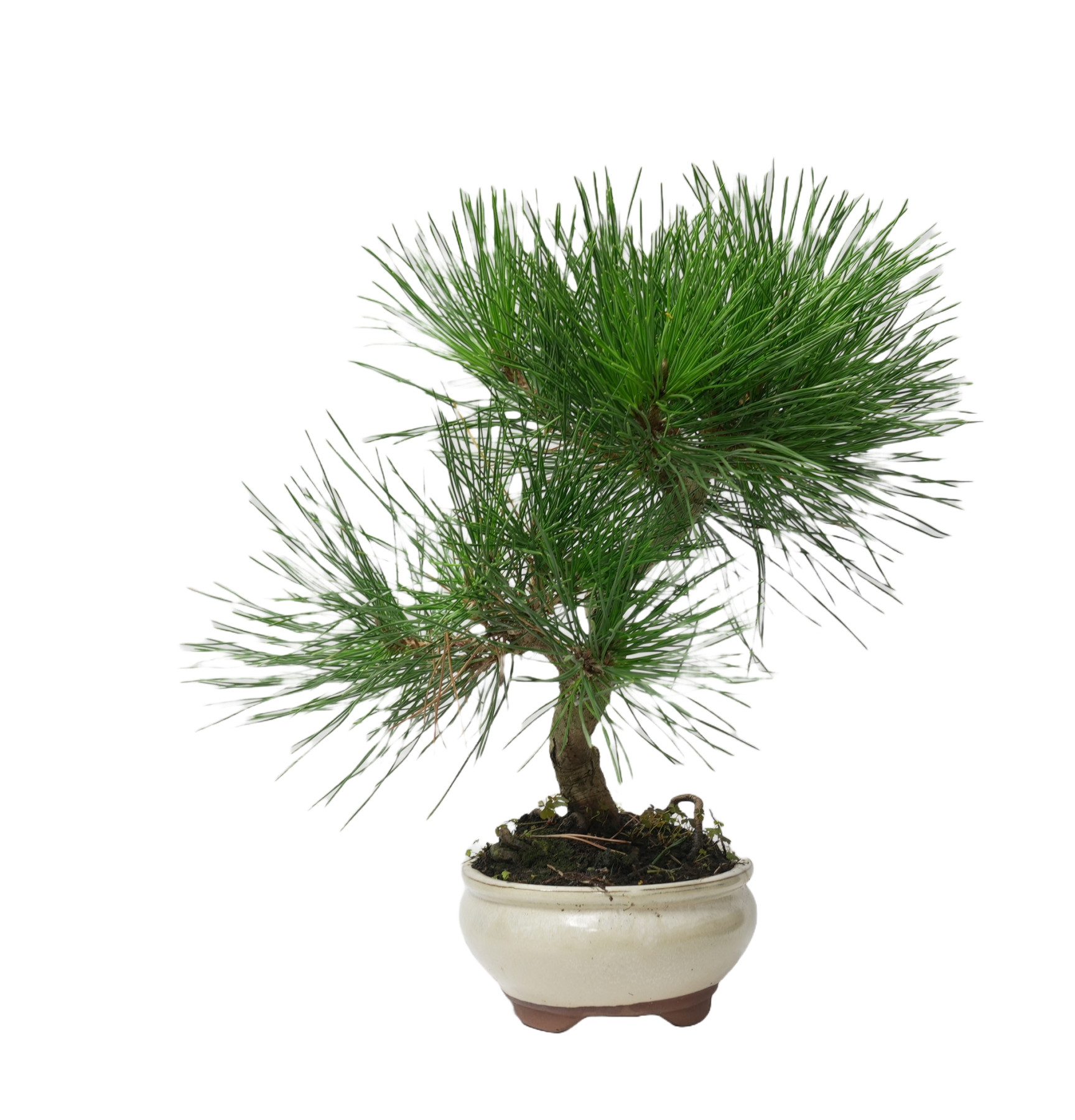 PINUS THUNBERGII 14952