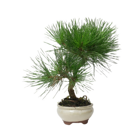 PINUS THUNBERGII 14952