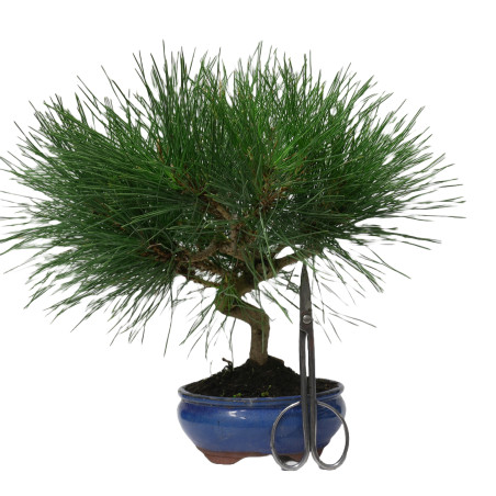 PINUS THUNBERGII 14953