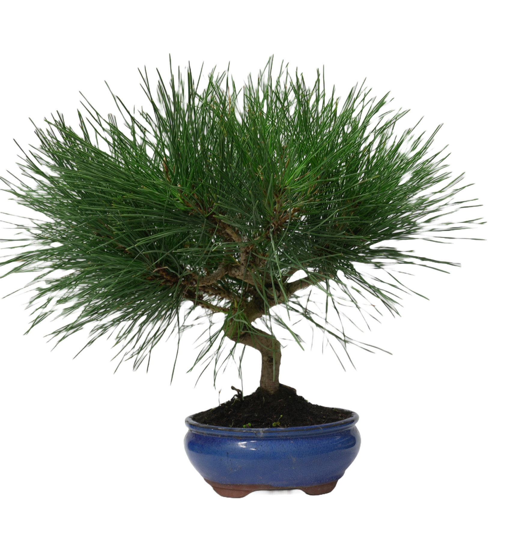 PINUS THUNBERGII 14953