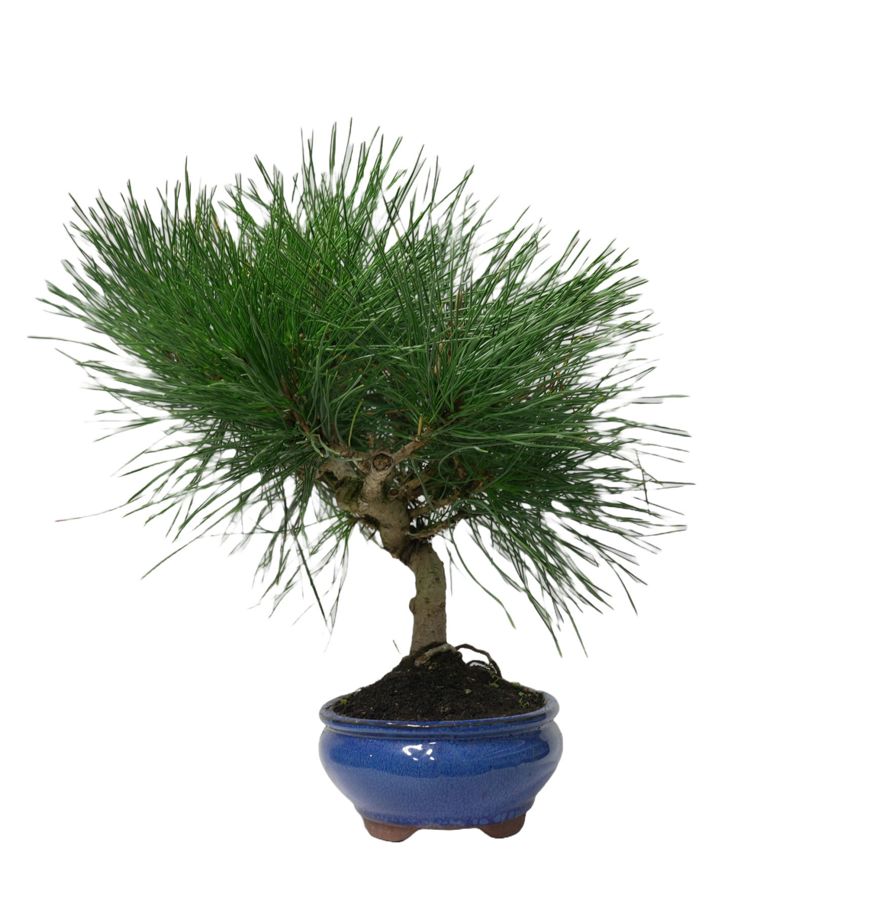 PINUS THUNBERGII 14953