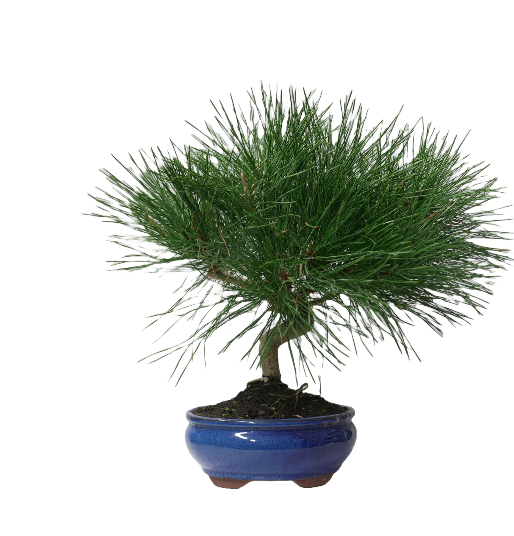 PINUS THUNBERGII 14953