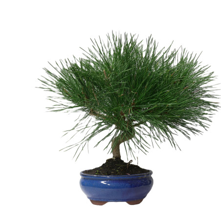 PINUS THUNBERGII 14953