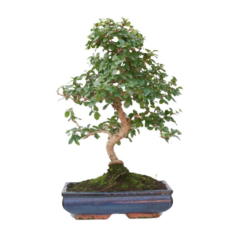 CARMONA MICROPHYLLA 15060