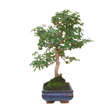 CARMONA MICROPHYLLA 15060