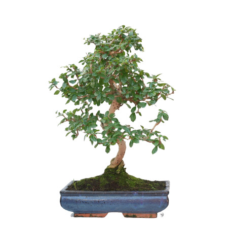 CARMONA MICROPHYLLA 15060