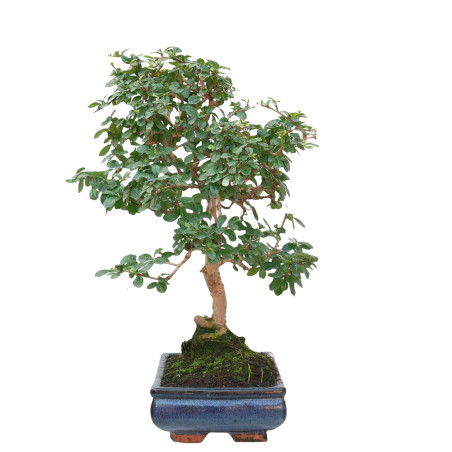 CARMONA MICROPHYLLA 15060