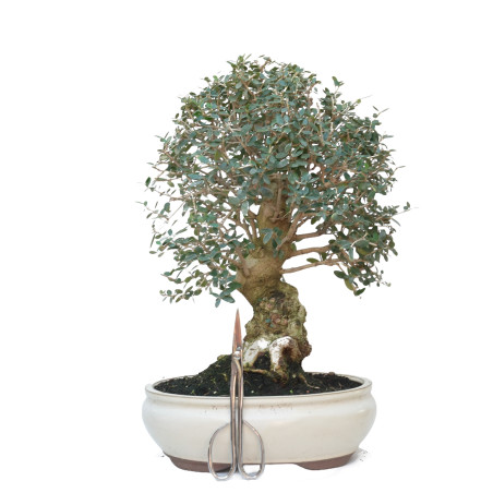 OLEA EUROPAEA SYLVESTRIS 15062