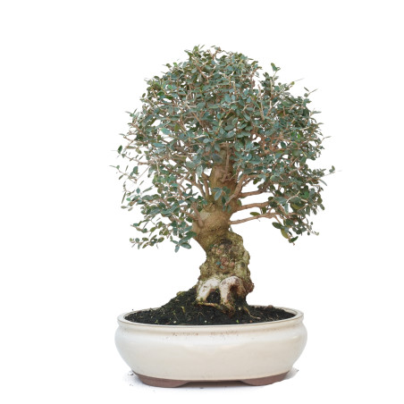 OLEA EUROPAEA SYLVESTRIS 15062