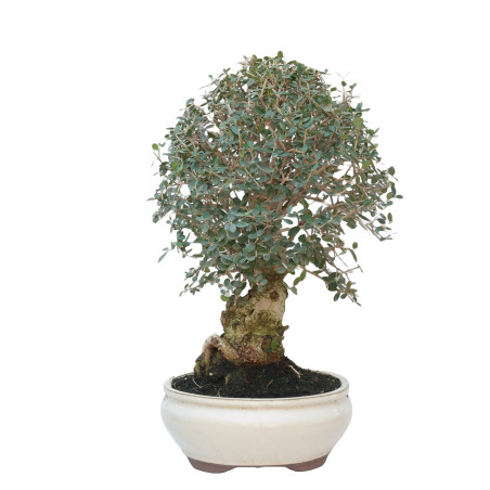 OLEA EUROPAEA SYLVESTRIS 15062