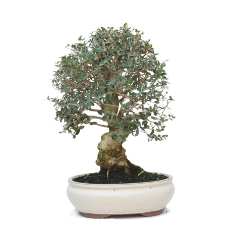 OLEA EUROPAEA SYLVESTRIS 15062