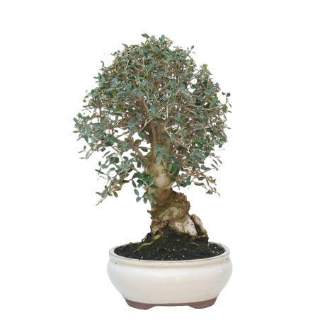 OLEA EUROPAEA SYLVESTRIS 15062