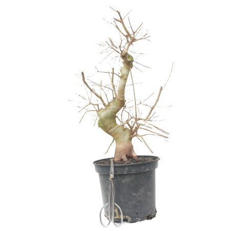 ACER BUERGERIANUM 15048