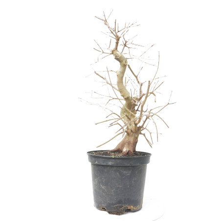 ACER BUERGERIANUM 15048