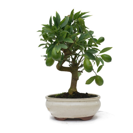 CITRUS LIMENCUAT 15025