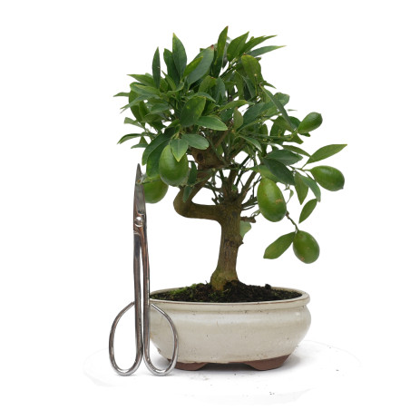 CITRUS LIMENCUAT 15025