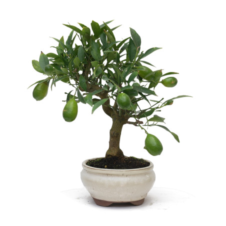 CITRUS LIMENCUAT 15025