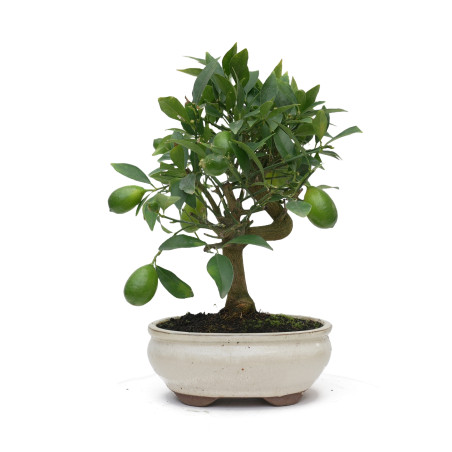 CITRUS LIMENCUAT 15025