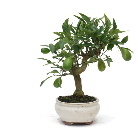 CITRUS LIMENCUAT 15025