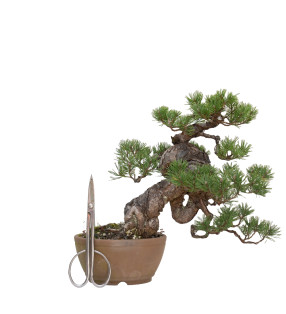 PINUS SYLVESTRIS 15118