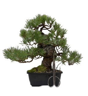 PINUS SYLVESTRIS 15120