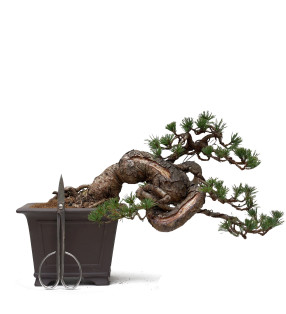 PINUS SYLVESTRIS 15122