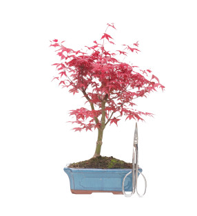 ACER PALMATUM DESHOJO 15127
