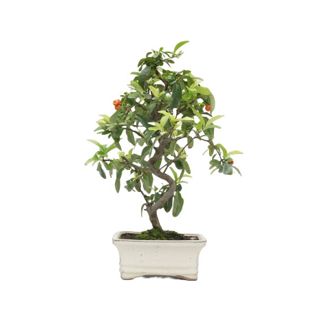 PYRACANTHA 15043