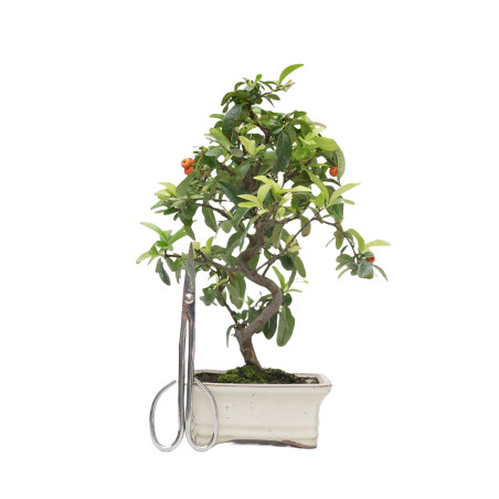 PYRACANTHA 15043