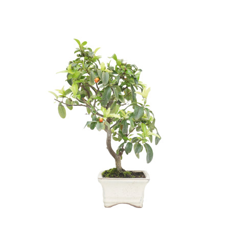 PYRACANTHA 15043