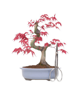 Acer palmatum deshojo 14409
